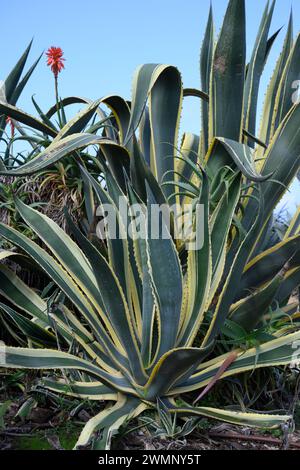 Fiore rosso di aloe e Agave americana, (cultivar variegato) comunemente noto come pianta del secolo, maguey, o aloe americana, è un pla fiorito Foto Stock