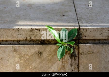 Il concetto di lotta e sopravvivenza della pianta cresce da una crepa nel muro Foto Stock