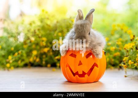 Un coniglio in un cestino a forma di zucca all'aperto su un tavolo. Foto Stock