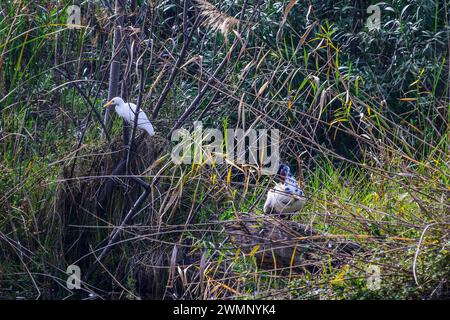 Anatra moscovita (Cairina moschata) Egret di bestiame (Bubulcus ibis) nelle canne di un fiume Foto Stock