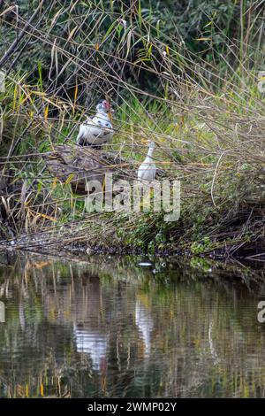 Anatra moscovita (Cairina moschata) Egret di bestiame (Bubulcus ibis) nelle canne di un fiume Foto Stock