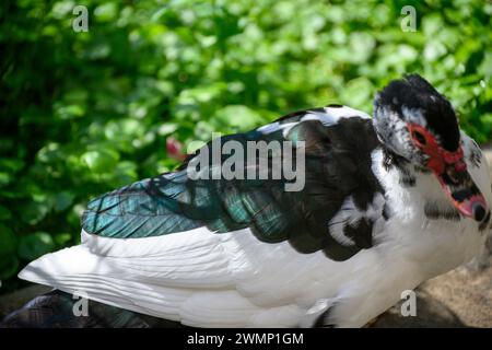 L'anatra moscovita (Cairina moschata) da vicino l'anatra moscovita, nota anche come anatra barbaresca, è un'anatra tropicale addomesticata. E' allevato Foto Stock