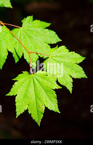 Vite (acero Acer circinatum) foglie lungo Parrish Lago Trail, Willamette National Forest, Oregon Foto Stock