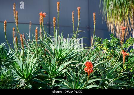 Fiori rossi fiammeggianti di una pianta di aloe arborescens fotografata in un giardino urbano di cactus a Tel Aviv Foto Stock