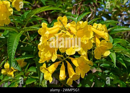 Fiori di tromba gialli (Tecoma stans), Ribeirao Preto, San Paolo, Brasile Foto Stock