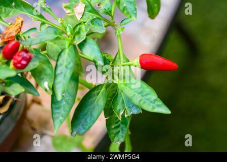 Primi piani di peperoni rossi peperoncini rossi maturi coltivati in casa Foto Stock