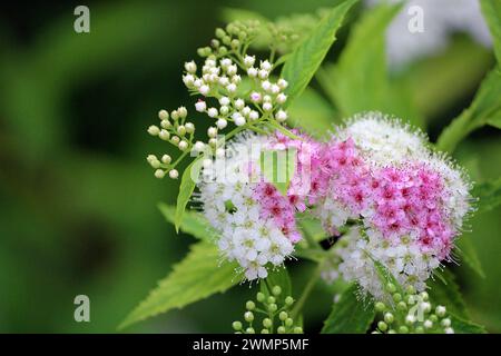 Fiori rosa e bianchi Foto Stock