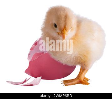 Pulcino giallo brillante di pollo Orpington in piedi accanto a un uovo rosa rotto isolato in uno studio. Foto Stock