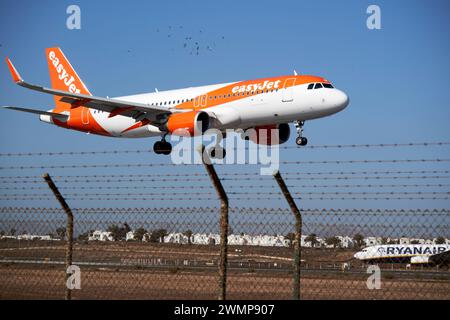 Gli aeromobili easyjet airbus a320 g-uzhh arrivano per atterrare oltre lo stormo di uccelli presso l'aeroporto Ace arrecife di Lanzarote, Isole Canarie, spagna Foto Stock