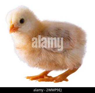 Pulcino di pollo Orpington con colore giallo brillante isolato. Foto Stock