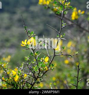 Calicotome villosa, noto anche come pelose ginestra spinosa e callicotome, è una piccola struttura arbustiva nativa per i paesi del Mediterraneo orientale. Fotografato Foto Stock