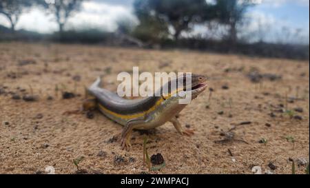 Bridled mabuya o Bridled skink (Trachylepis vittata) sul terreno fotografato striscia di Gaza, novembre della Palestina Foto Stock