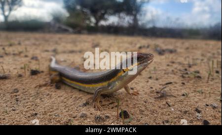 Bridled mabuya o Bridled skink (Trachylepis vittata) sul terreno fotografato striscia di Gaza, novembre della Palestina Foto Stock