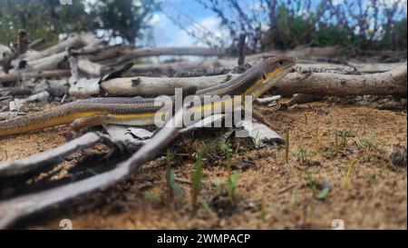 Bridled mabuya o Bridled skink (Trachylepis vittata) sul terreno fotografato striscia di Gaza, novembre della Palestina Foto Stock