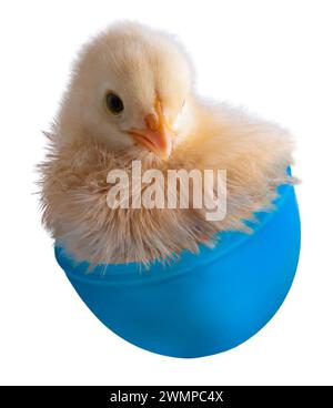 Pulcino Buff Orpington Chicken di colore giallo brillante appena uscito da un uovo di Pasqua di plastica blu che è un giocattolo per bambini. Foto Stock