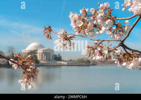 Fiori di ciliegio giapponesi in piena fioritura, Jefferson Memorial in background, al Tidal Basin.in Washington, D.C. 21 marzo 2023 Foto Stock