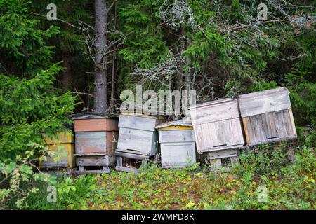 Alveari in legno dipinti. Vecchie alveari di api ai margini della foresta. Foto Stock