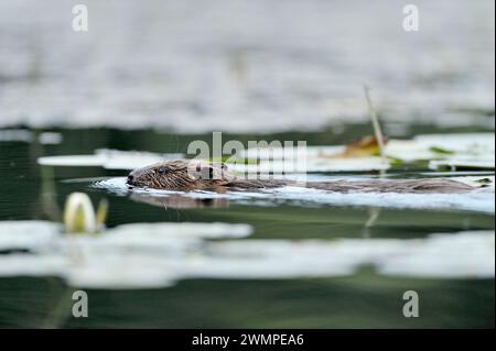 European Beaver (Castor Fiber), che in serata nuota attraverso le ninfee sul lago presso il progetto di reintroduzione dell'Aigas Field Centre. Foto Stock