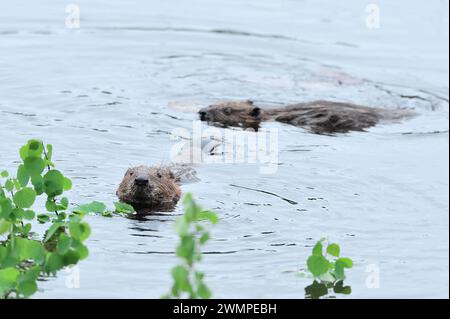 European Beaver (fibra di Castor) adulti che si nutrono di pioppo caduto (Populus tremula) brach e partono sul lago in serata presso l'Aigas Field Centre. Foto Stock