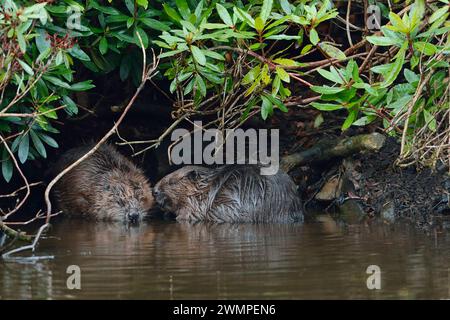 European Beaver (Castor Fiber) adulti vicino al Lodge costruito sotto un denso boschetto di rododendri al crepuscolo presso lo stagno, nel Perthshire. Foto Stock