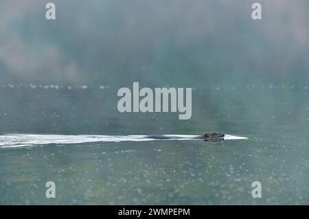 Castoro europeo (fibra di Castor) adulti all'alba e nella nebbia mattutina, nuotando sulla superficie di un grande stagno creato dalla diga di un ruscello. Foto Stock
