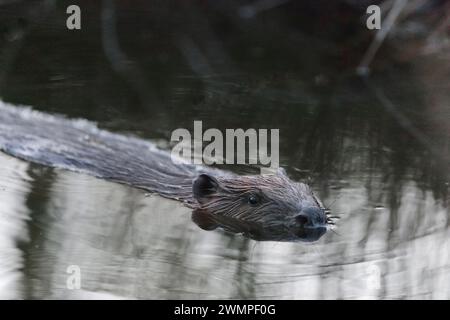 European Beaver (Castor Fiber) adulto al crepuscolo immobile sulla superficie di uno stagno che ha creato diradando un torrente, Perthshire. Foto Stock
