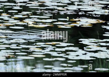 European Beaver (Castor Fiber), che in serata nuota attraverso le ninfee sul lago presso il progetto di reintroduzione dell'Aigas Field Centre. Foto Stock