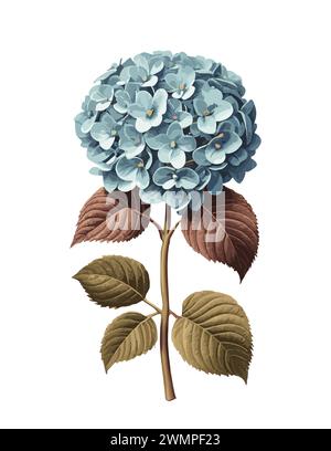 Illustrazione di un'immagine vettoriale di un arbusto di ortensia blu. Illustrazione Vettoriale