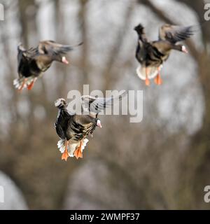 Einflug im... Blässgänse Anser albifrons , Ankunft, arktische, nordische Wildgänse fliegen ein, landen vor typischen Kopfbäumen in ihrem Winterquartier am Niederrhein, heimische Vogelwelt, Tierwelt, Natur *** Greater White-frons Anser albifrons , piccolo gregge in volo, atterraggio di fronte a salici pollardati, tipica Europa, fauna selvatica. Nordrhein-Westfalen Deutschland, Westeuropa Foto Stock