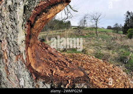 Base europea di castoro (fibra di castoro) di ontano maturo (Alnus glutinosa) in fase di abbattimento incrementale da castori, Perthshire Foto Stock