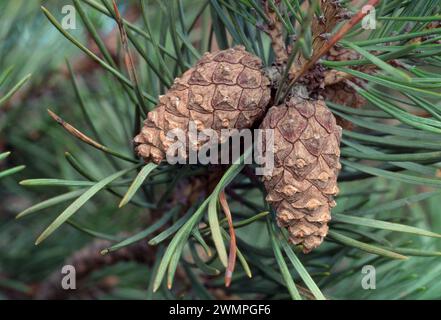 Scots Pine (Pinus sylvestris) coni maturi attaccati all'albero, RSPB Abernethy Forest Reserve, Cairngorms National Park, Scozia, giugno 1986. Foto Stock