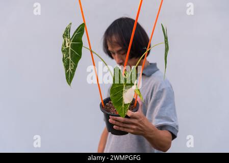 Primo piano focus per l'alocasia frydek variegata nel vaso Foto Stock