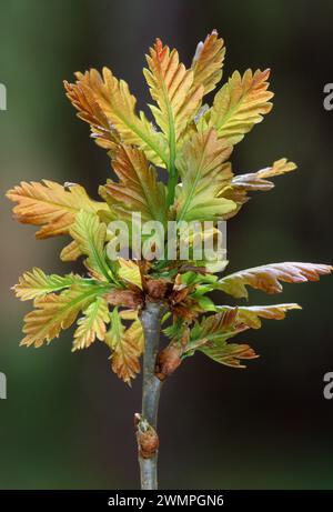 Quercia sessile (Quercus petraea) primo piano di foglie appena emergenti con illuminazione mattutina nel bosco di Kinloch Glen, Isola di Rum, Scozia Foto Stock