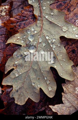 Sessile / quercia di Durmast (Quercus petraea), primo piano di foglie cadute in autunno, Berwickshire, Scozia, novembre 1981 Foto Stock