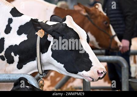 Nancy, Francia. 27 febbraio 2024. © PHOTOPQR/l'EST REPUBLICAIN/Cedric JACQUOT ; Nancy ; 27/02/2024 ; SALON DE l'AGRICULTURE 2024 - PARIS EXPO PORTE DE VERSAILLES - 60E EDITION - PUBLIC - VISITEURS - FREQUENTATION la 60ème édition du Salon International de l'Agriculture 2024 au Parc des Expos de Paris porte de Versailles. Le Pavillon 1 : élevage et ses filières bovins, ovini, porcins et caprins. Parigi, 27 février 2024. Foto Cédric Jacquot credito: MAXPPP/Alamy Live News Foto Stock