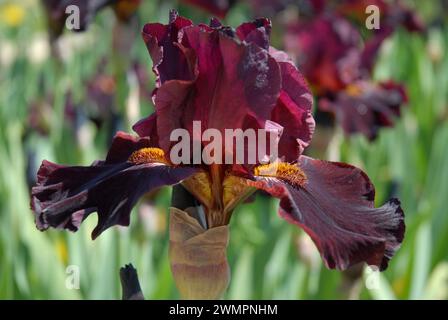 Alto Iris barbuti, Almaden, fiore perfetto da vicino Foto Stock