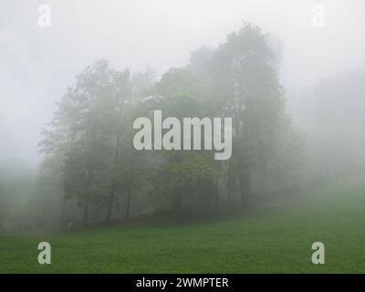 Mietuto mistico, alberi, erba, orizzontale. Glade nella nebbia. Atmosfera mistica. Foto Stock
