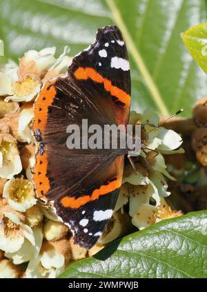 Ammiraglio rosso, ammirabile rosso, ammiraglio, Vulcain, Vanessa atalanta, atalantalepke, admirálislepke, Budapest, Ungheria, Magyarország, Europa Foto Stock