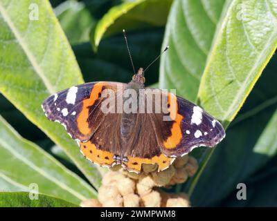 Ammiraglio rosso, ammirabile rosso, ammiraglio, Vulcain, Vanessa atalanta, atalantalepke, admirálislepke, Budapest, Ungheria, Magyarország, Europa Foto Stock