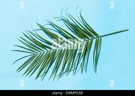Foglia di palma su sfondo blu con un'ombra Foto Stock