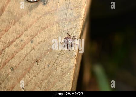 La zecca ixodida è un portatore maschile di encefalite trasmessa da zecche e borreliosi trasmessa da zecche, un pericoloso succhiatore di sangue. Foto Stock