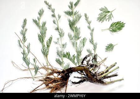 Legno di verme del campo erboso, amaro nel gusto e odore forte, i suoi steli con foglie e sistema di radici. Foto Stock