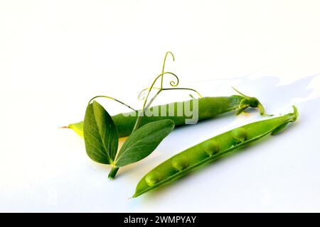 Su un tavolo bianco ci sono baccelli di piselli verdi e un rametto di uno stelo vegetale. Foto Stock