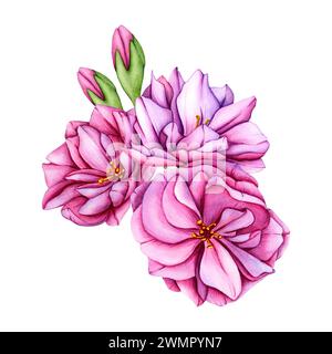Bouquet di ciliegi rosa. Illustrazione acquerello petali di fiori sakura. Illustrazione botanica dei fiori sakura giapponesi. Boccioli di fiori trafilati a mano e. Foto Stock