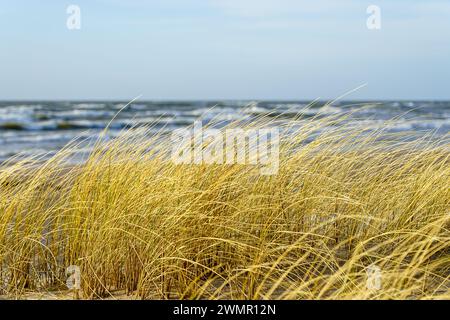 Erba secca gialla piegata al vento sullo sfondo del Mar Baltico, dune costiere erbose Foto Stock