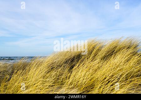 Erba secca gialla piegata al vento sullo sfondo del Mar Baltico, dune costiere erbose Foto Stock