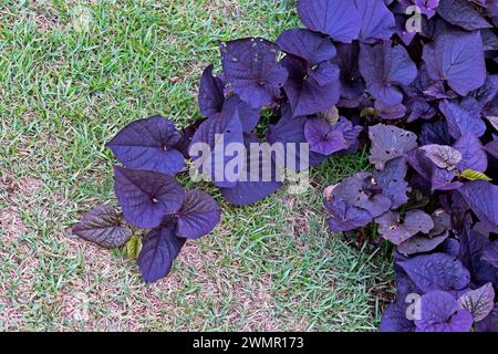 Viti di patate dolci Blackie (Ipomoea batatas «Sweetheart jet Black») in giardino Foto Stock