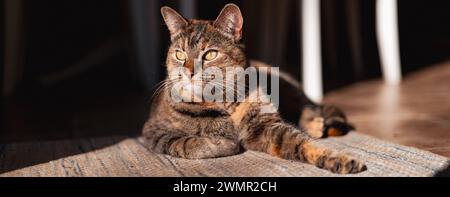 Un gatto che si rilassa su un tessuto beige a terra Foto Stock