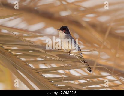 Parula sarda delle Canarie, sottospecie Curruca melanocephala leucogastra, uccello maschio arroccato su una foglia di palma secca, Fuerteventura, Isole Canarie Foto Stock