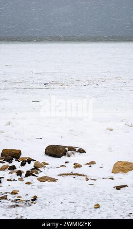 Una volpe artica riposa dietro una roccia durante una tempesta di neve sulle rive della Baia di Hudson a Churchill, Manitoba, Canada. Foto Stock